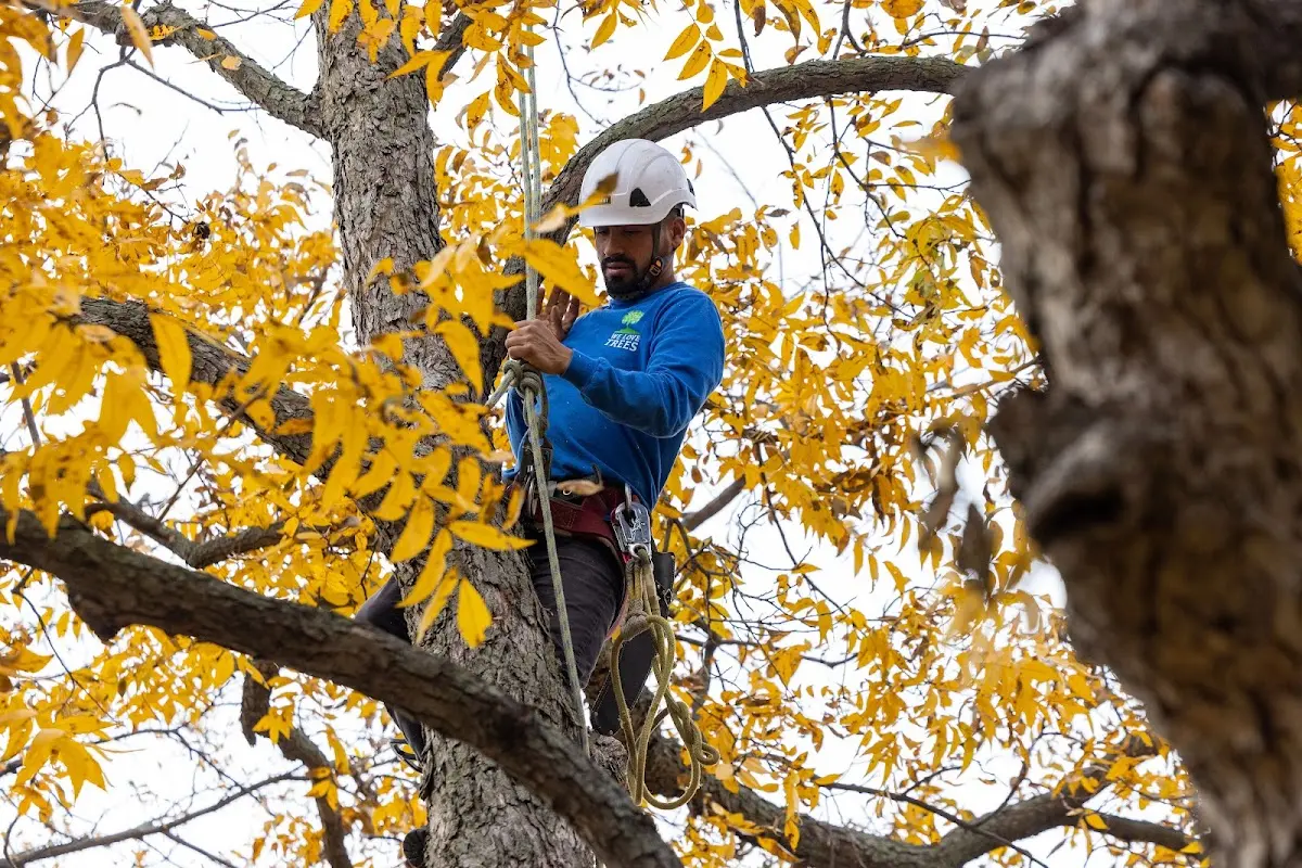 Skilled Tree Planing crew working in Granville