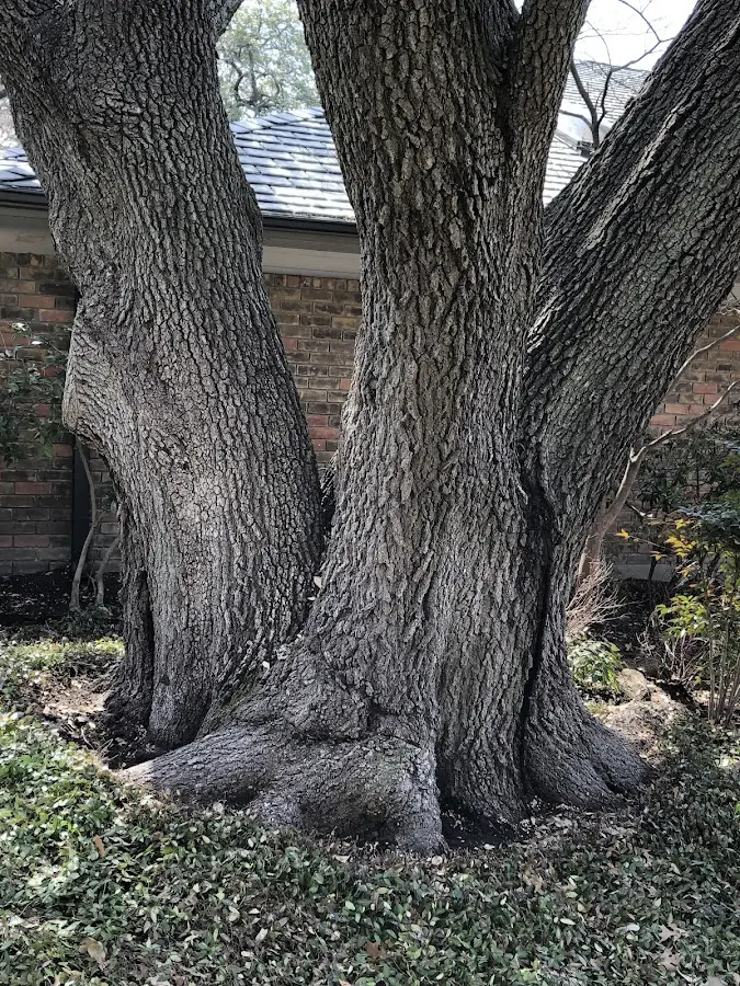 Mature heritage tree close to a Granville property cared for by certified arborists